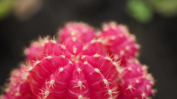 Rosa Gymnocalycium mihanovichii Moon Cactus — Stockvideo