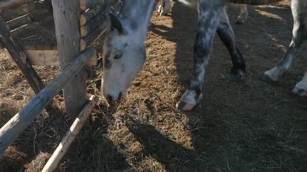 それは干し草を食べるの馬のクローズ アップ。白い馬を食べる — ストック動画