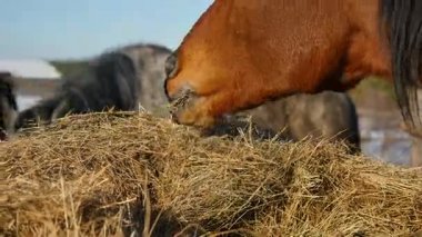 A yakın çekim bir at ağzına saman yiyor gibi. Kahverengi at yiyor