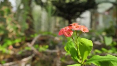 Yabani çiçekler ve bitkiler. Kır çiçekleri. Renkli çiçekler sahada. Kır çiçekleri çim ve kır çiçekleri arasında yakın çekim