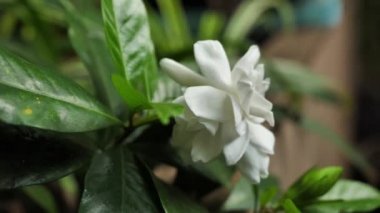 Beyaz çiçek. Bahar süre boyunca tam çiçeği güzel beyaz çiçek