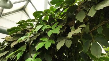 Yeşil bush kapatın. Soyut doğa arka plan. Yeşil yapraklar