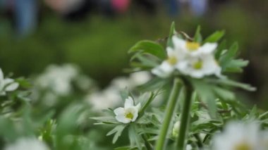 Anemon çiçeği, çiçek yakın çekim. Yabani çiçekler ve bitkiler. Kır çiçekleri. Renkli çiçekler sahada. Çim ve kır çiçekleri makro arasında kır çiçekleri