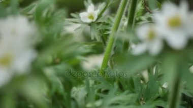 Yabani çiçekler ve bitkiler. Kır çiçekleri. Renkli çiçekler sahada. Kır çiçekleri çim ve kır çiçekleri arasında yakın çekim