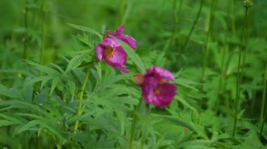 Yabani çiçekler ve bitkiler. Kır çiçekleri. Renkli çiçekler sahada. Kır çiçekleri çim ve kır çiçekleri arasında yakın çekim