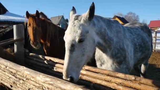 Hästar i pennan närbild. Närbild porträtt av hästar på bete — Stockvideo