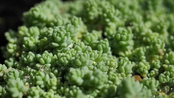 Macro close-up detail van de waterdruppel op groene blad of plant. Kleine blaadjes planten macro — Stockvideo