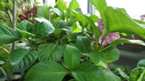 野生の花や植物。野生の花。フィールドに色とりどりの花。草と野生の花の間で野生の花のクローズ アップ — ストック動画