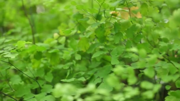 Grüner Busch aus nächster Nähe. abstrakte Natur Hintergrund. grüne Blätter — Stockvideo