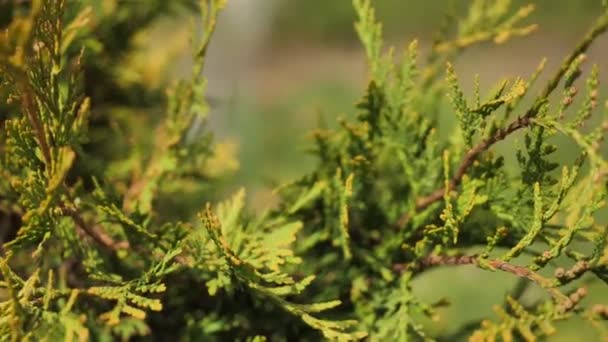 Grüner Busch aus nächster Nähe. abstrakte Natur Hintergrund. grüne Blätter — Stockvideo