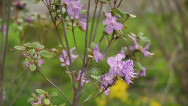 Wild flowers and plants. Wild flowers. Colorful flowers on the field. Wildflowers among grass and wild flowers close up — Stock Video