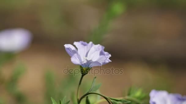 野生の花や植物。野生の花。フィールドに色とりどりの花。草と野生の花の間で野生の花のクローズ アップ — ストック動画