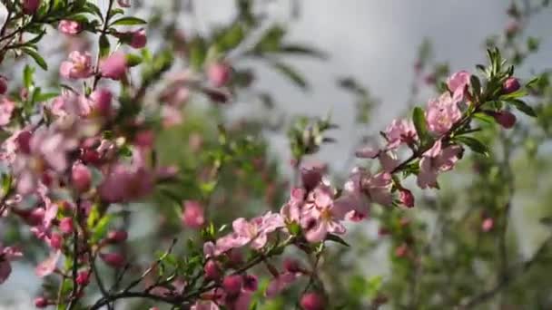 Blommande rosa och grädde Aquilegia blommor, visar blommor med rosa foderblad och grädde kronbladen på en naturlig himmel bakgrund — Stockvideo