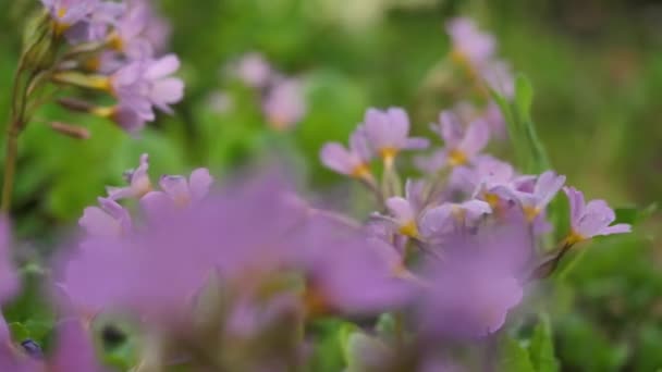 Dzikie kwiaty i rośliny. Dzikie kwiaty. Kolorowe kwiaty na polu. Polne kwiaty wśród trawy i dzikich kwiatów z bliska — Wideo stockowe
