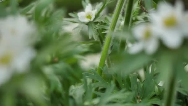 野生の花や植物。野生の花。フィールドに色とりどりの花。草と野生の花の間で野生の花のクローズ アップ — ストック動画