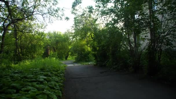 Дерев'яна алея влітку з пішохідною доріжкою. Провулок проходить через весняний листяний ліс на світанку — стокове відео