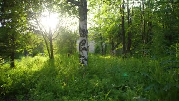 Hermosa naturaleza por la mañana en el bosque de primavera brumoso con rayos de sol. La luz del sol en el bosque verde, la primavera — Vídeos de Stock