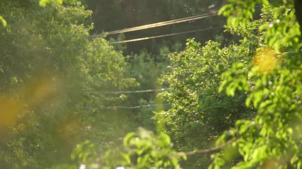 Beautiful nature at morning in the misty spring forest with sun rays. Sunlight in the green forest, spring time — Stock Video