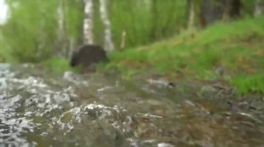 Taze ve temiz nehir suyu bir kaya akan. Seçici uygulanan odaklanarak. Küçük dere yeşil su seçici odak içinde su akan kabarcıkları doğal akışında dalgalanma. Su akışını