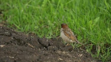 Tek erkek sparrow güzel gri ve kahverengi tüyleri ile. Kuş yeşil çim anlamına gelir ve bir siyah ayçiçeği tohumu yerde bulunan bir gagası vardır. Avrasya ağaç serçe yere oturmuş