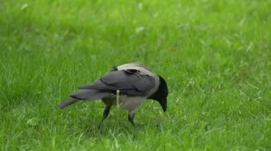 Bir kuzgun onun Gıda Ödülü almıştır. Bir kara karga, kuzgun veya kale portresi. Siyah orman karga ayakta ve yolda bir parça ekmek yemek.