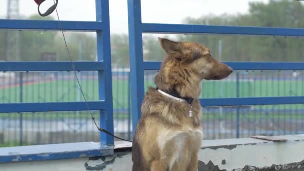 Eenzame gebonden hond zijn meester te wachten. Mooie bruine hond geketend buiten in de tuin. hond te wachten buiten de eigenaar — Stockvideo