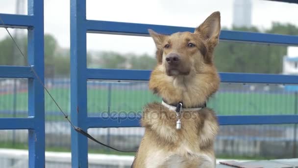 Le chien du village est attaché à une chaîne. Le chien attaché est assis à la clôture. Chien attendant son maître — Video