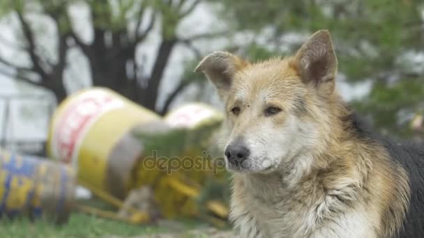 Je smutné béžová pes kříženec na vodítku. Detail, selektivní fokus. kříženec pes pes zblízka očí. Šedý voříšek pes leží na beton — Stock video
