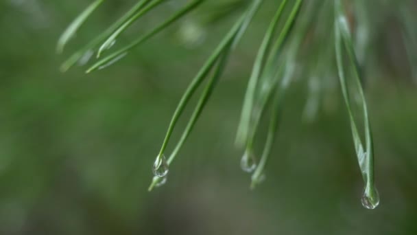 Primer plano de gotas de lluvia en agujas de pino verde con copyspace verde fresco. Fondo abstracto de ramas de pino perenne de coníferas con gotas de agua de rocío. Gotas de lluvia en agujas de pino con rayos de sol — Vídeos de Stock