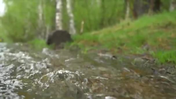 Eau douce et limpide qui coule à travers une roche. Mise au point sélective appliquée. Ondulation dans le petit ruisseau focalisation sélective de l'eau verte Bulles d'eau qui coulent dans le ruisseau naturel. Le débit de l'eau 