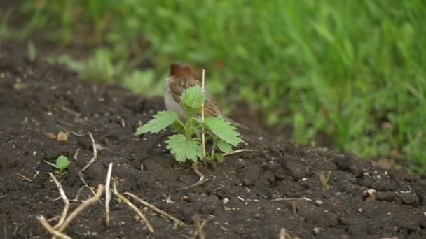 Одиночний чоловічий горобчик з гарним сірим і коричневим пір'ям. Птах стоїть в зеленій траві і має одне чорне насіння соняшнику в дзьобі, яке знаходиться на землі. Євразійський горобець сидить на землі — стокове відео