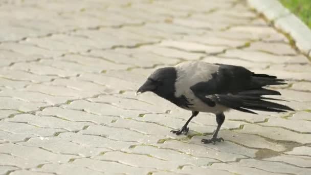 Un cuervo tiene su premio de comida. Retrato de un cuervo negro, cuervo o torre. Selva negra cuervo de pie y comiendo un pedazo de pan en el camino . — Vídeos de Stock