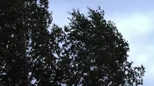 Silhouetten von Blättern gegen den Himmel. Silhouette eines Baumes vor dem Hintergrund des Himmels — Stockvideo