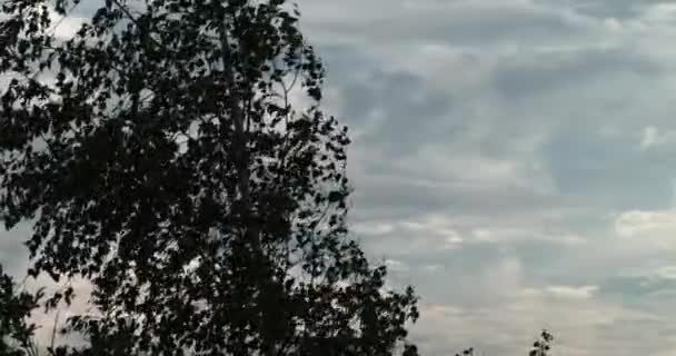 Silhouettenbaum. Baum gegen den Himmel. Blätter flattern im Wind — Stockvideo