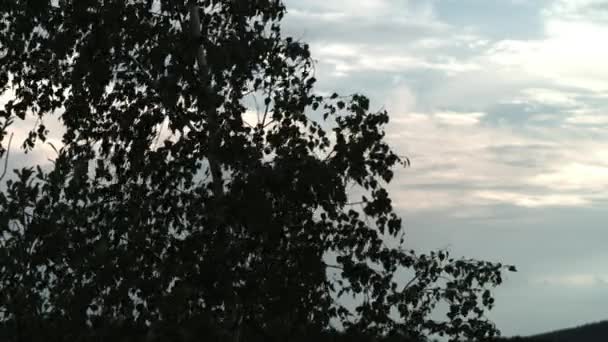 Silueta. Árbol contra el cielo. Hojas revoloteando en el viento — Vídeos de Stock