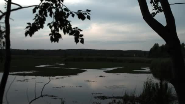 호수의 전망 가진 나무 실루엣 — 비디오