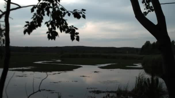 Silhueta de árvore com vista para o lago — Vídeo de Stock