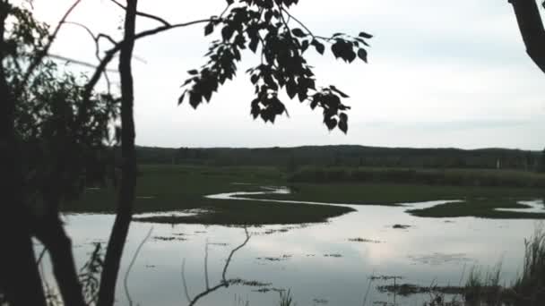 Silueta de árbol con vistas al lago — Vídeo de stock