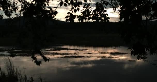 Silhueta de árvore com vista para o lago — Vídeo de Stock