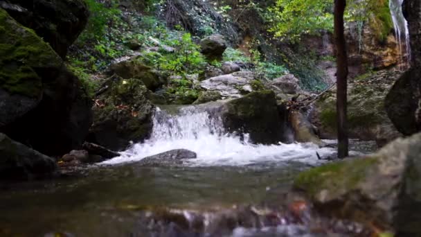 Sebuah sungai mengalir melalui keindahan murni hutan kayu eropa hijau — Stok Video