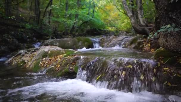 A river flows through the pristine beauty of a green european wood forest — Stock Video