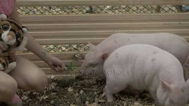 Chica alimentando pequeños jabalíes en la granja. La vida de un cerdo. Alimentación de las niñas rurales granja porcina, animales y naturaleza — Vídeos de Stock
