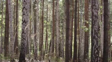 Orman ağaçları. ahşap doğa yeşil. Park ağaç doğa. Ormandaki sonbahar