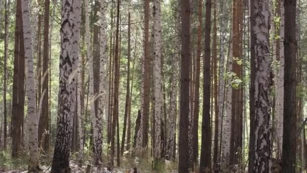 Forest trees. nature green wood. Nature park tree. Autumn in the forest — Stock Video