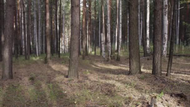 Skogsträd. naturen grön trä. Nature park träd. Höst i skogen — Stockvideo