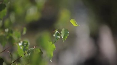 Dağ şelale. Hızlı Akış su yaz manzara. Şelale kapatın. Bakire şelale bahar