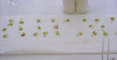 Soya fasulyesi, genetik test için örnek yığını. Çalışan bilim adamları aldı filizi deney başlıyor veya üreme lahanası temiz ve kimyasal madde içermeyen, bilim içeriği.