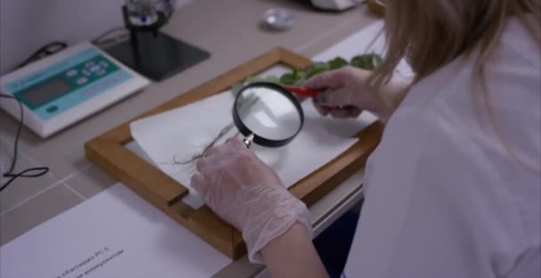 Scienziato in un laboratorio seduto a guardare con la lente. Il tecnico di laboratorio femminile esamina una provetta con il mezzo sotto una lente d'ingrandimento. Controllo medico femminile con una lente d'ingrandimento — Video Stock