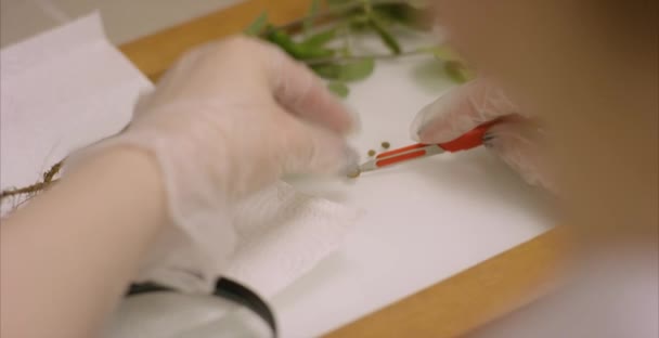 Tas de soja, échantillon pour les tests génétiques. Les scientifiques qui travaillent ont pris les germes commencent à expérimenter ou à reproduire des germes un contenu scientifique propre et sans produits chimiques. . — Video