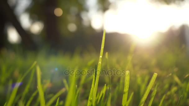 Summer grass meadow motion blur of pleasant wind with bright sunlight, sunny spring background — Stock Video
